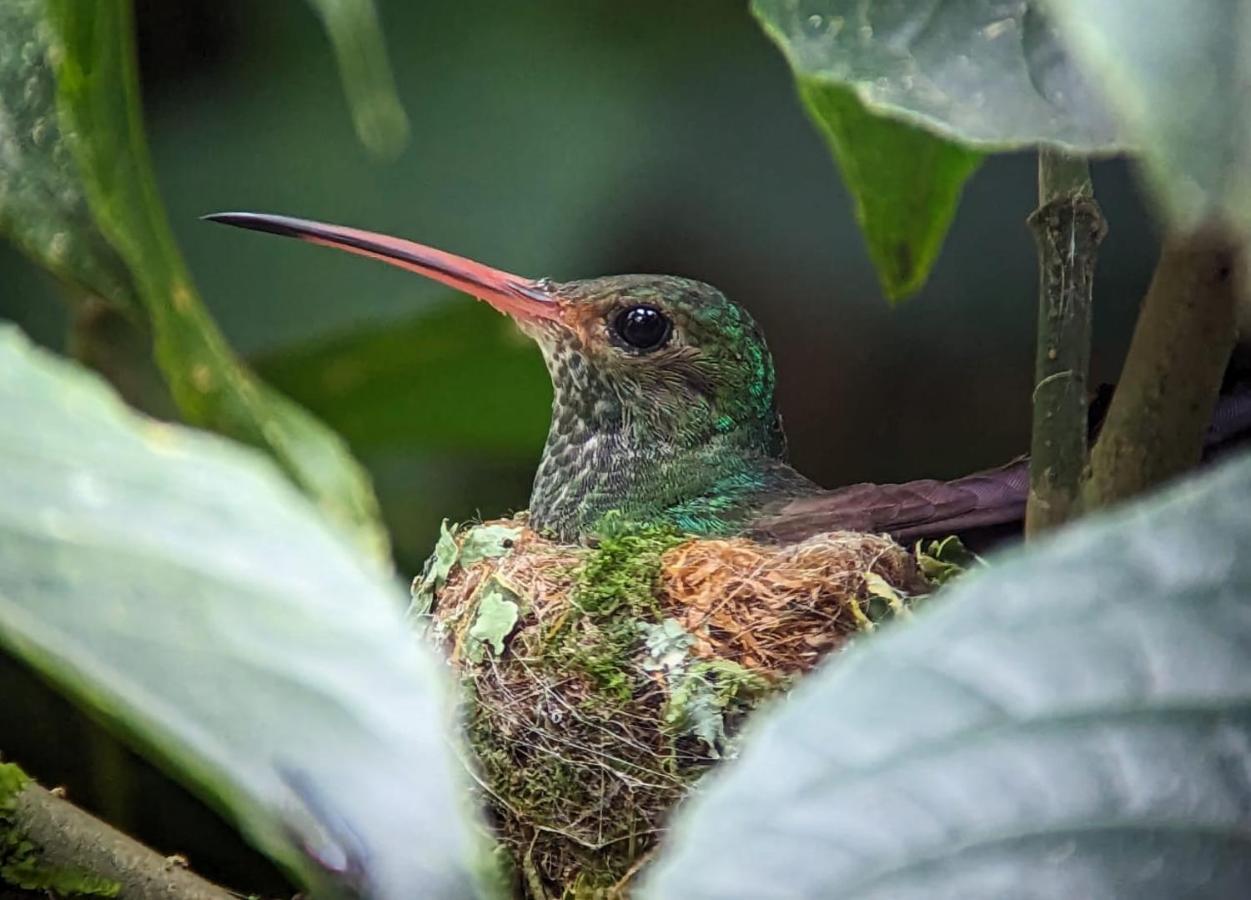 Sendero De Las Aves Mindo Zewnętrze zdjęcie