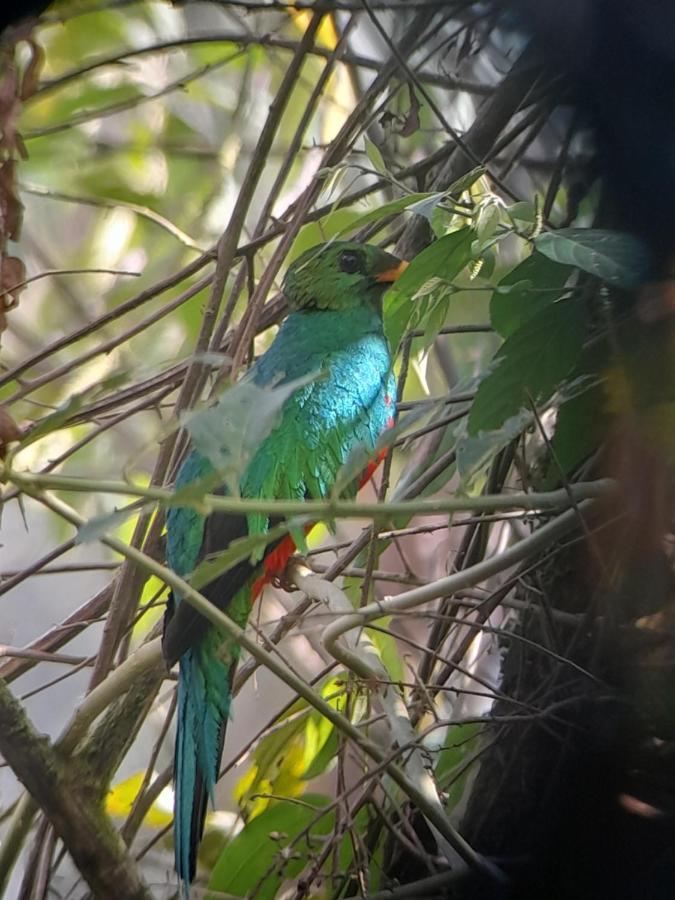 Sendero De Las Aves Mindo Zewnętrze zdjęcie