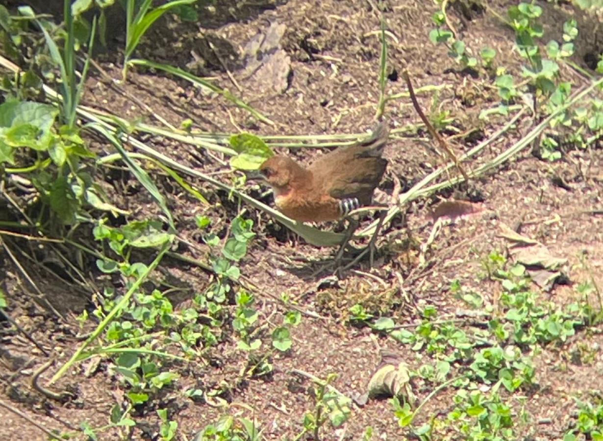 Sendero De Las Aves Mindo Zewnętrze zdjęcie
