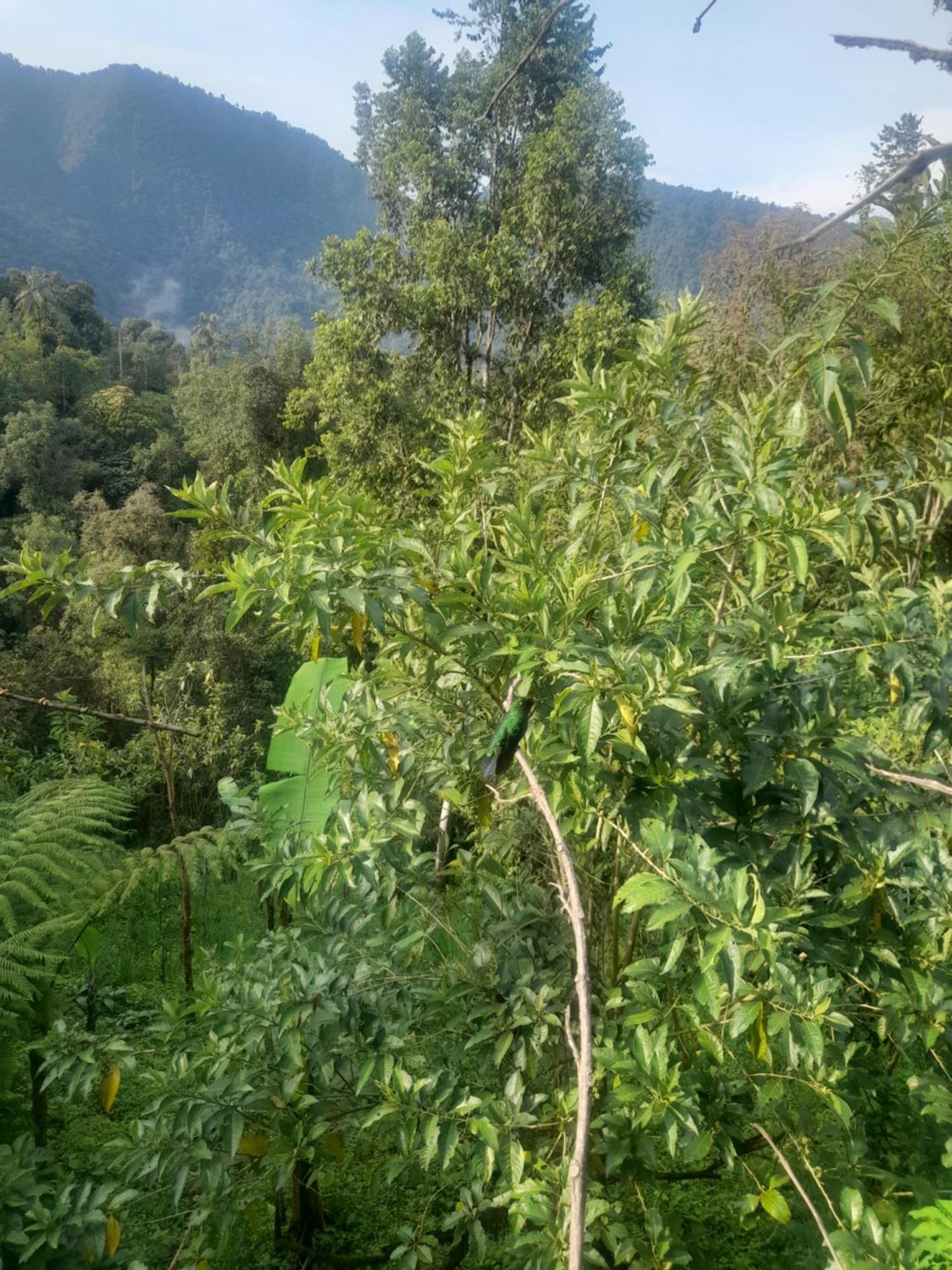 Sendero De Las Aves Mindo Zewnętrze zdjęcie