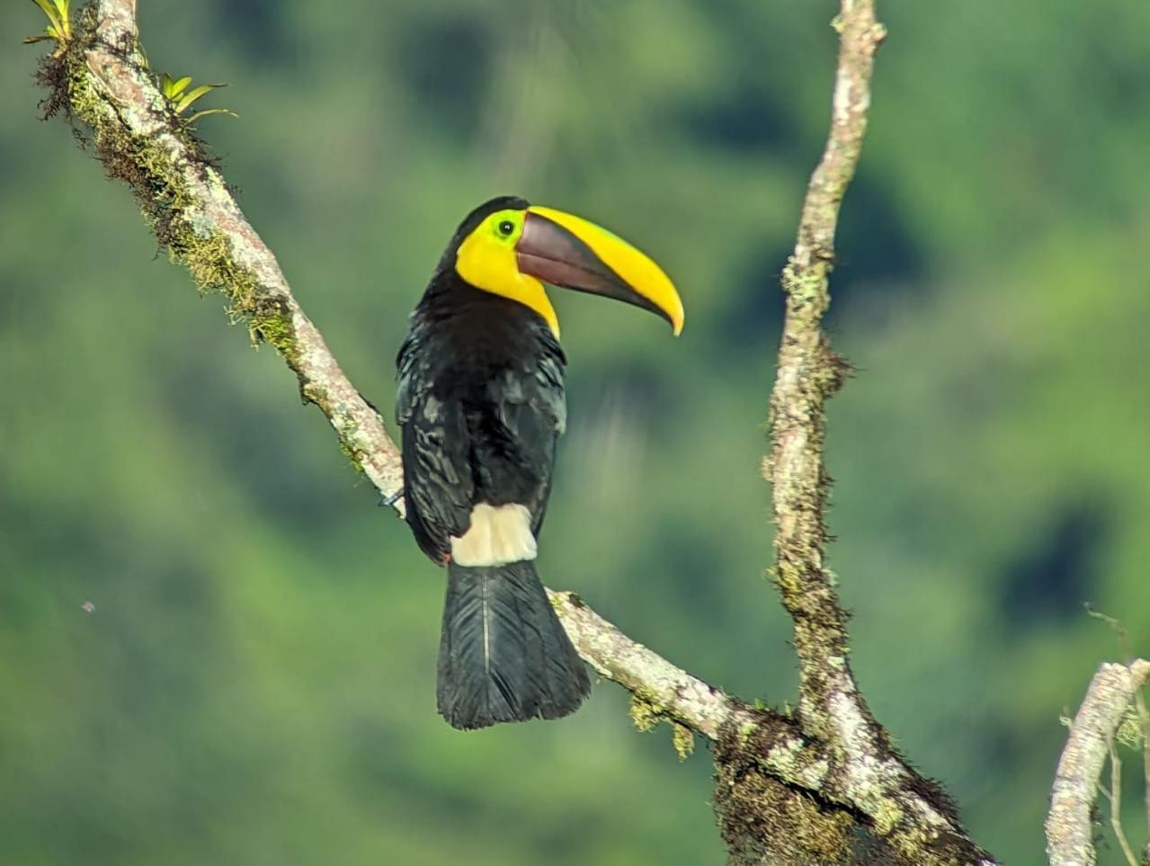 Sendero De Las Aves Mindo Zewnętrze zdjęcie