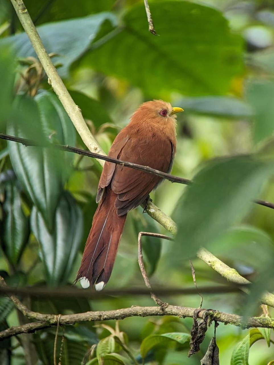 Sendero De Las Aves Mindo Zewnętrze zdjęcie